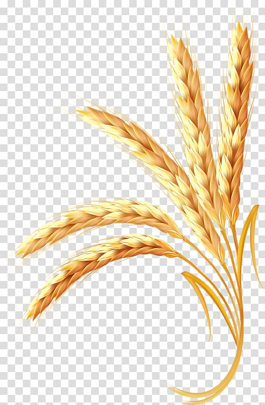 Wheat animated illustration.