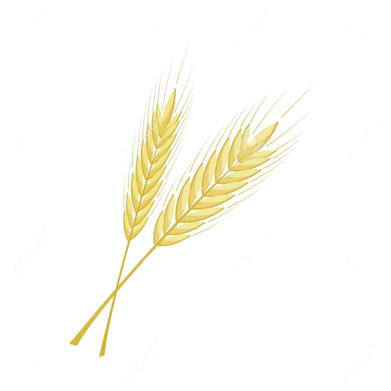 Wheat Barley Clipart Bunch Free On Transparent Png
