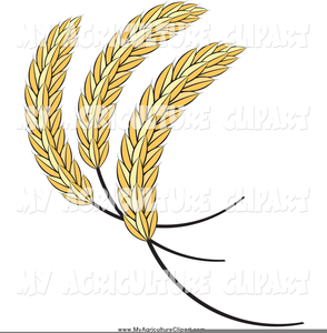 Wheat Or Barley Clipart