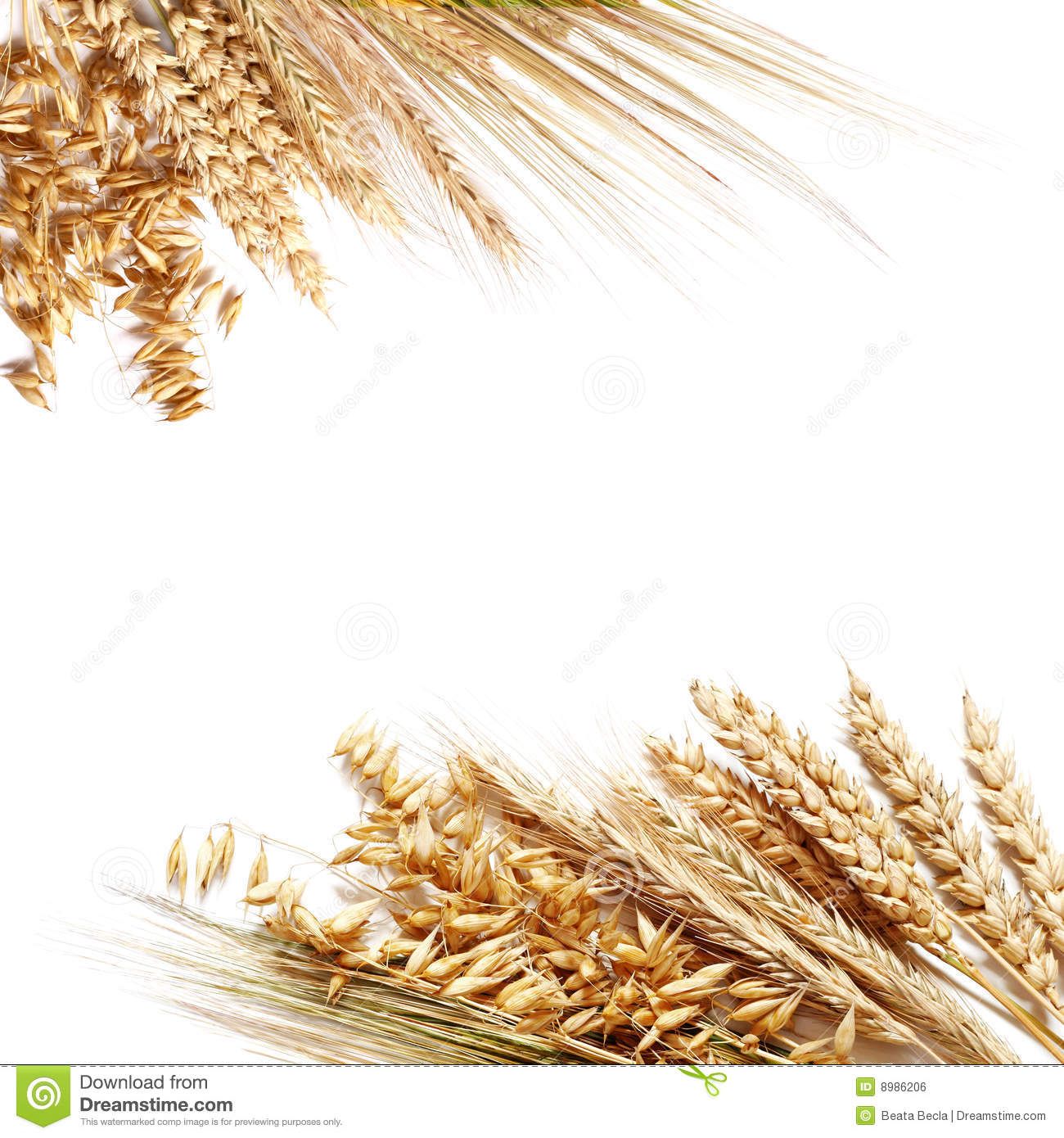 Wheat border clip.