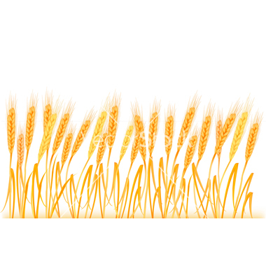 Free Wheat Border Cliparts, Download Free Clip Art, Free