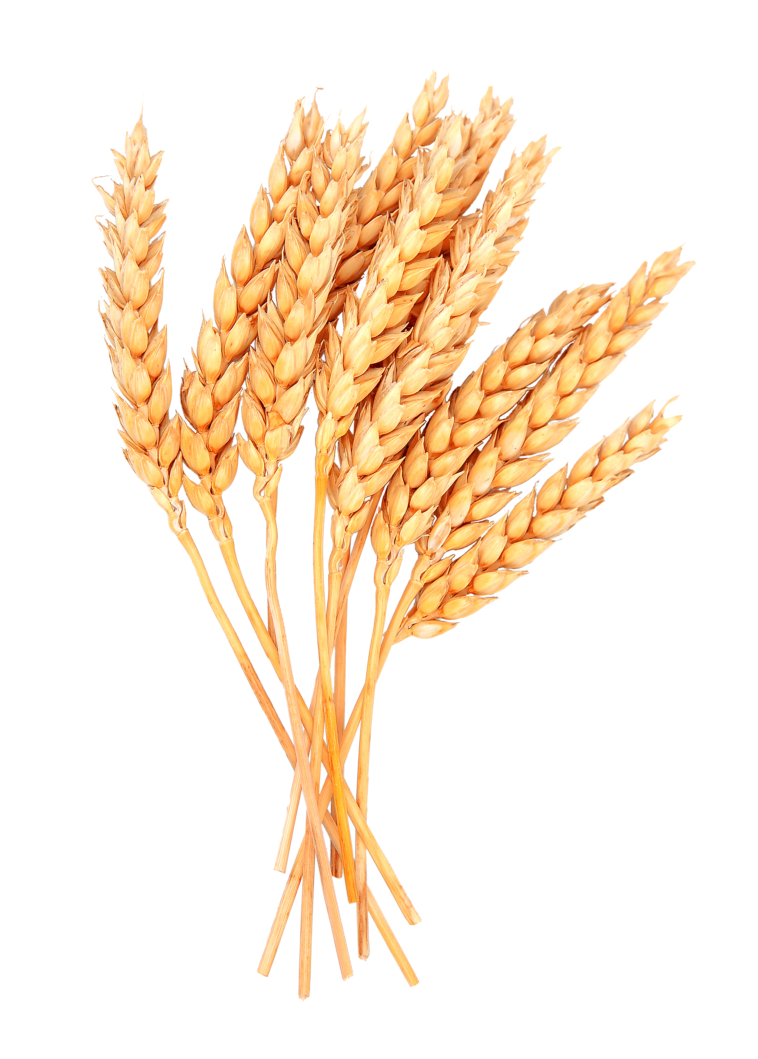 Wheat clipart wheat bunch, Wheat wheat bunch Transparent
