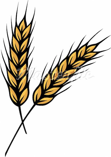 Free wheat scroll.
