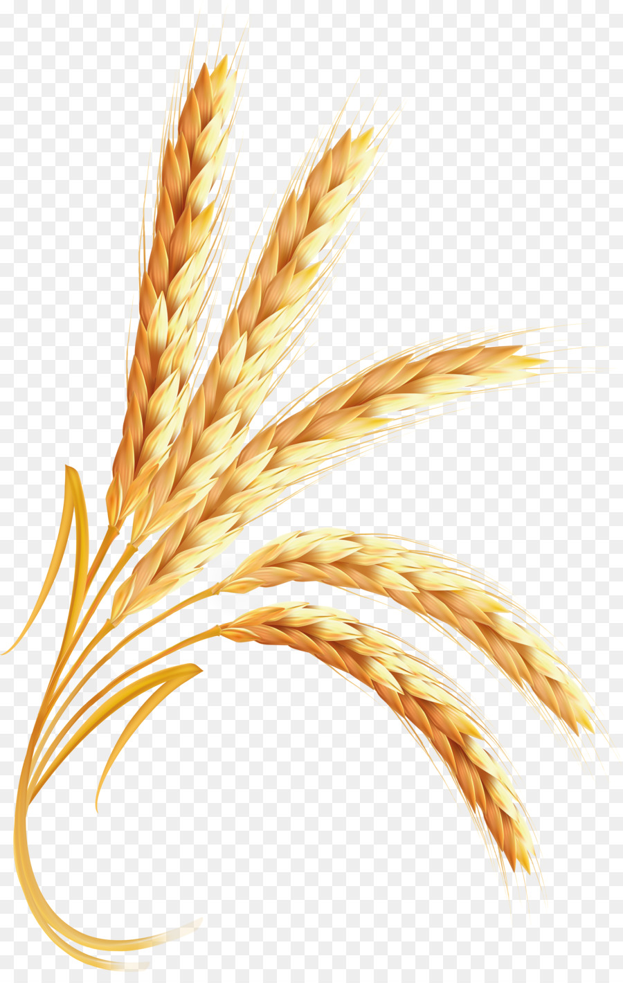 Wheat cartoon clipart.