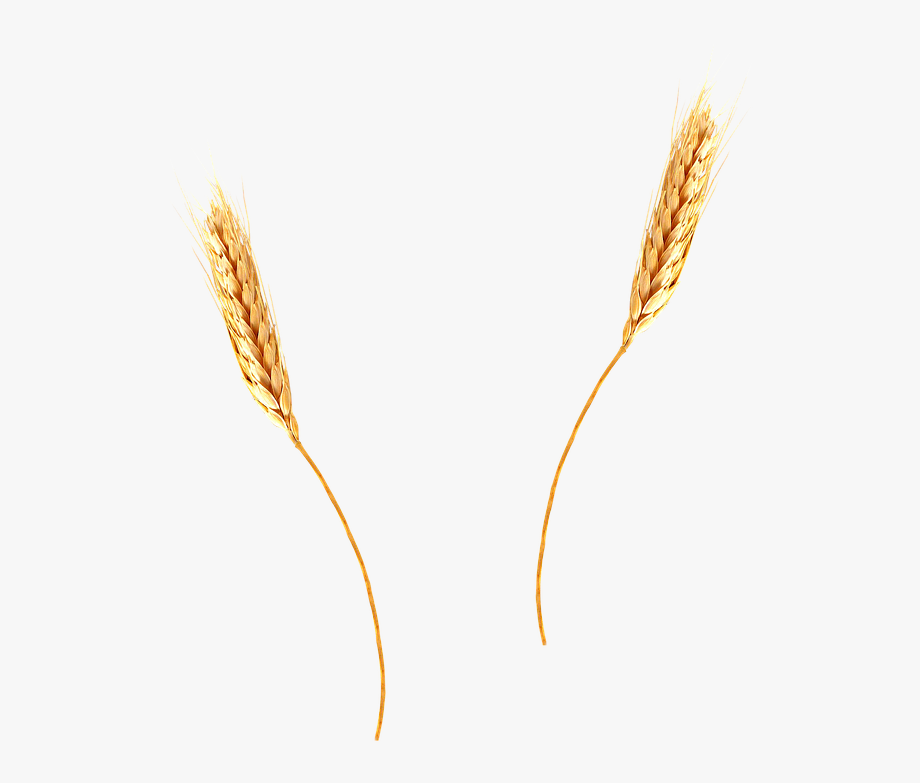 Ear wheat clipart.
