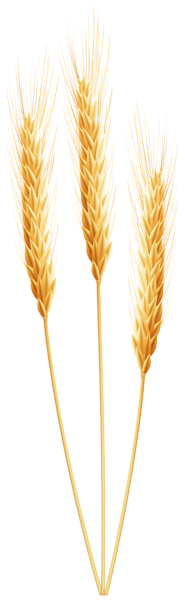 Wheat png images.