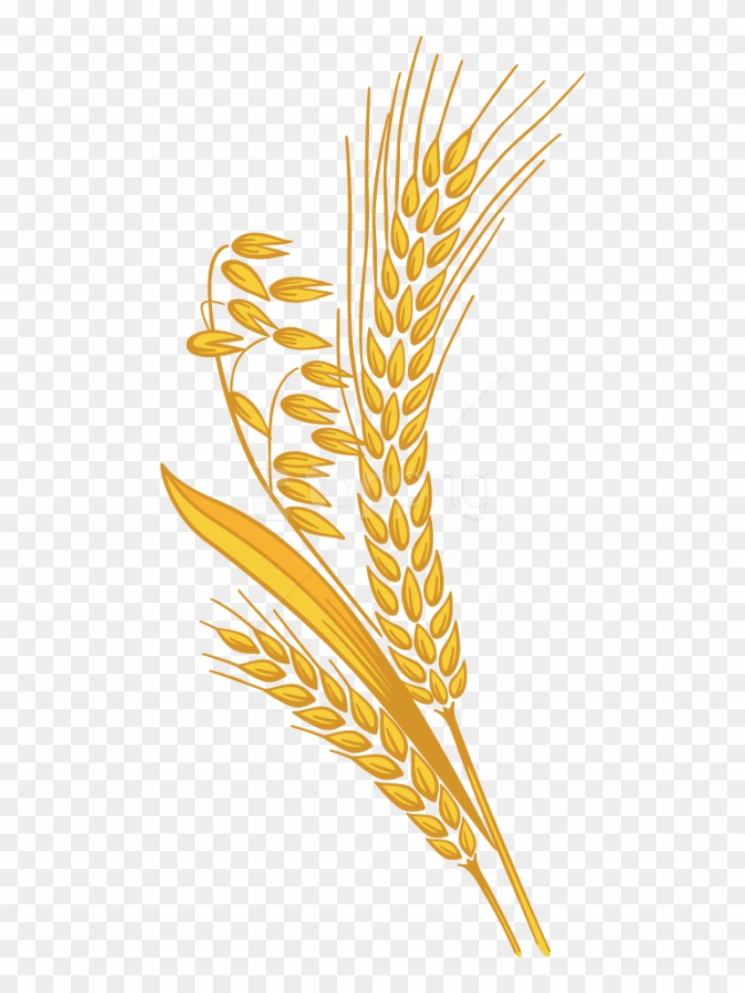 wheat clipart clear background
