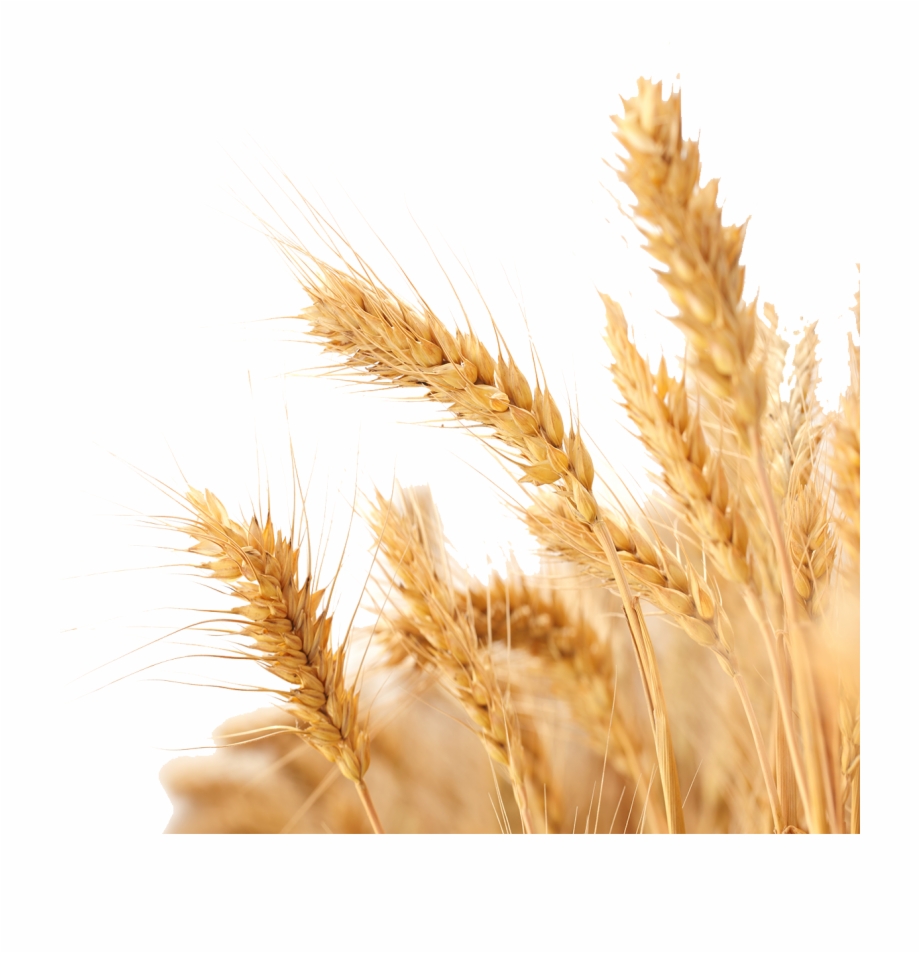 Transparent background wheat.