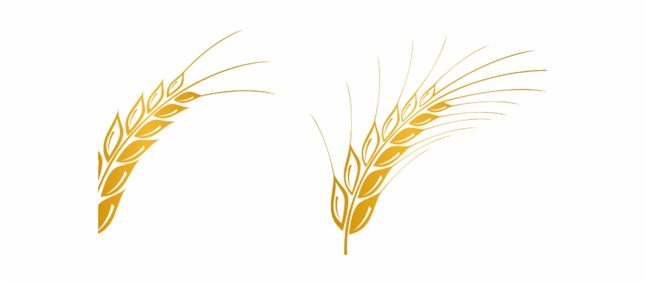 Wheat vector transparent.