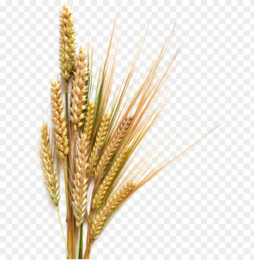 Download royalty free sheaf of wheat clip art, vector images