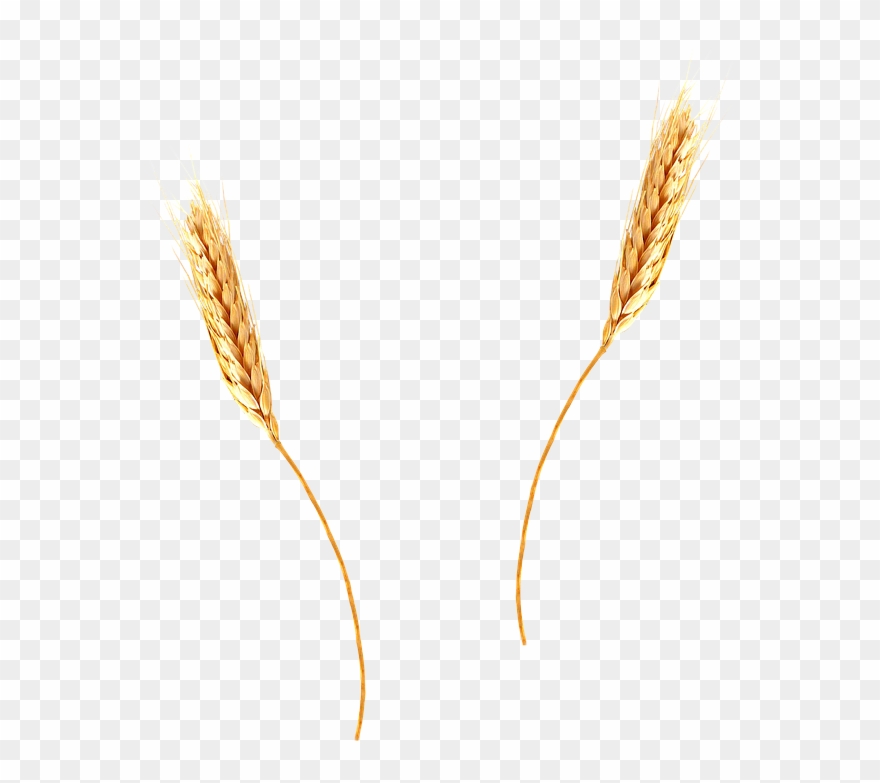 Cornfield vector wheat.