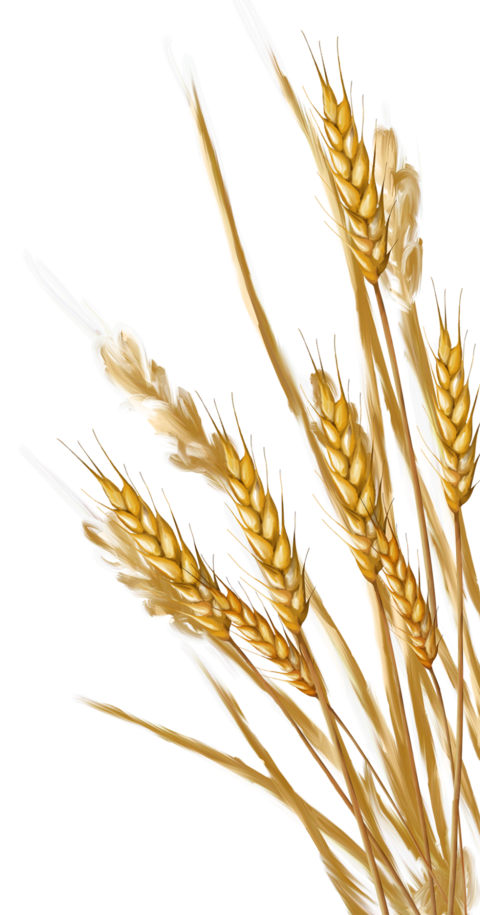 Wheat PNG Transparent Images