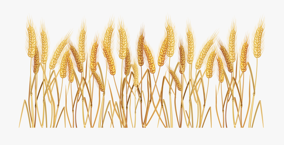 wheat clipart clear background