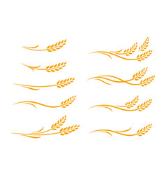 Curved wheat vector.