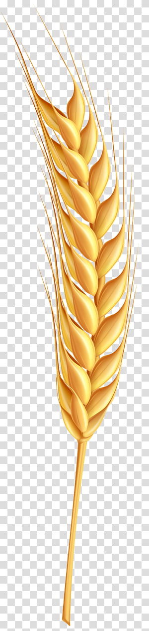 Common wheat Ear Logo , Bunch of golden wheat transparent