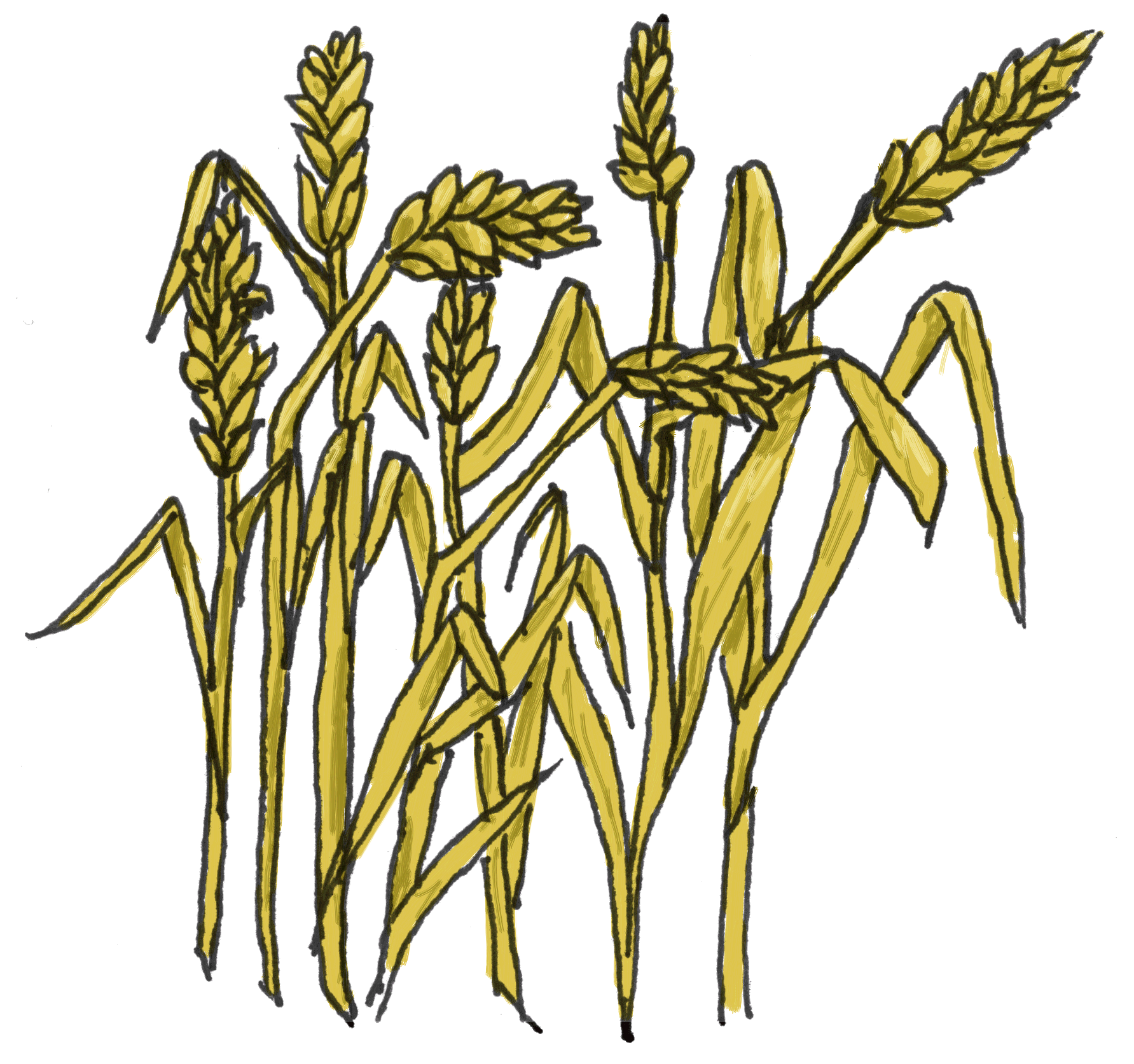 Wheat clipart cute, Wheat cute Transparent FREE for download