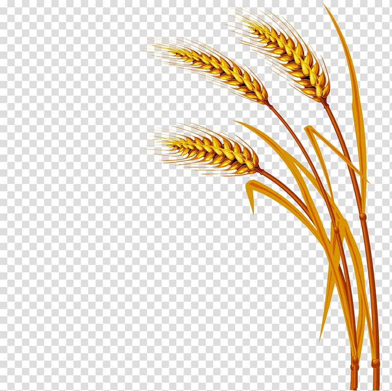 Wheat wheat transparent.