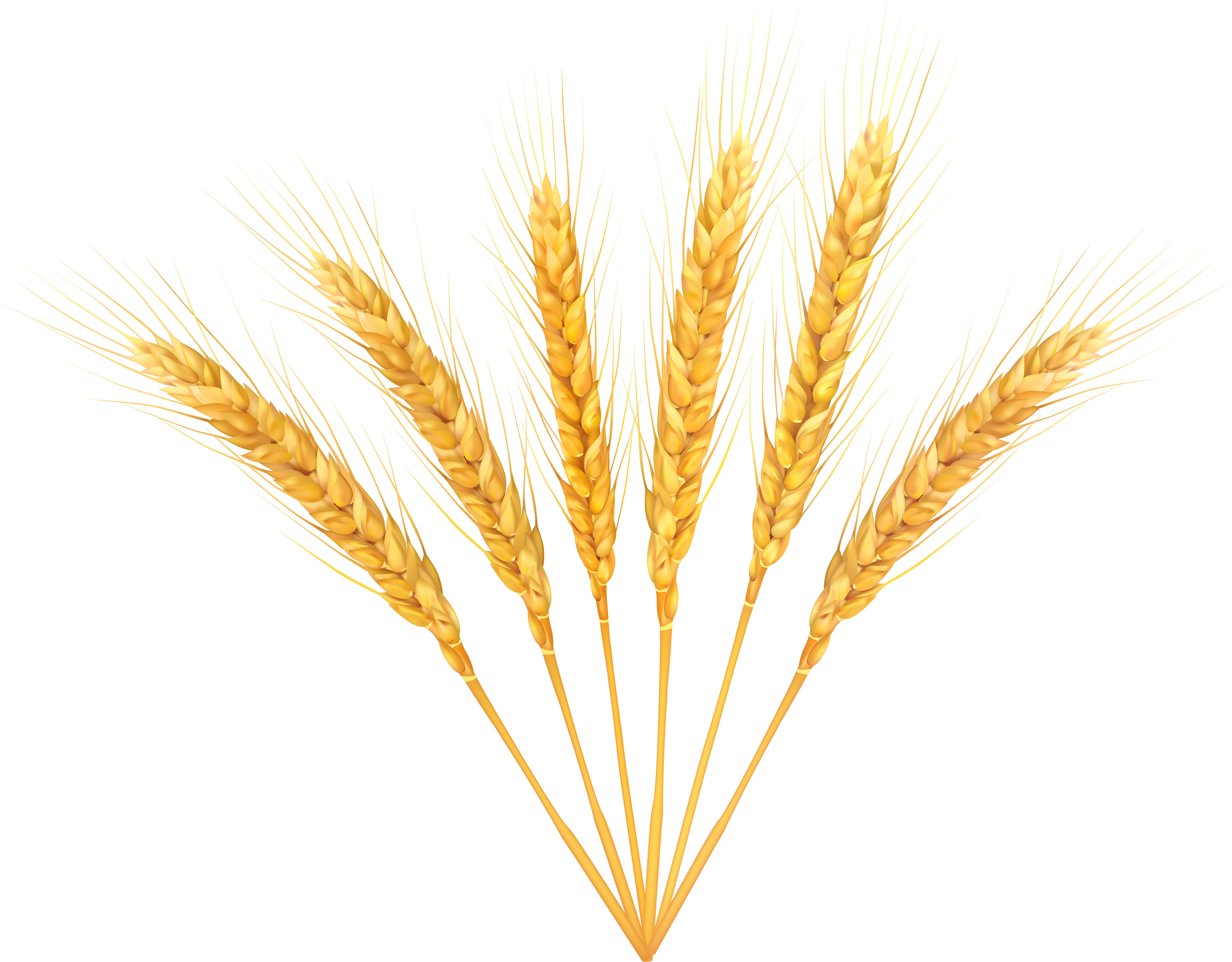 Decorative clipart wheat.