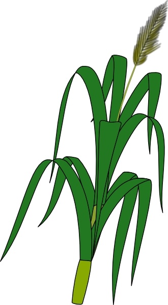 Wheat Plant Food clip art Free vector in Open office drawing