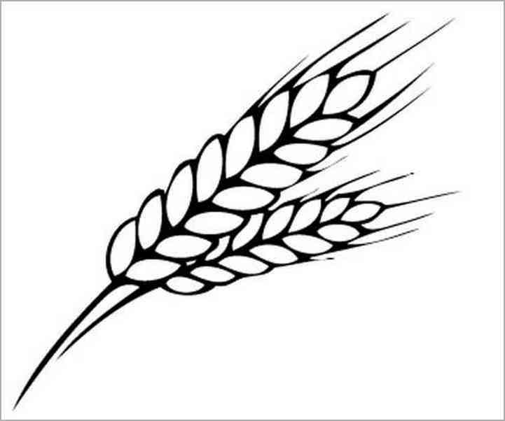 Wheat line drawing.