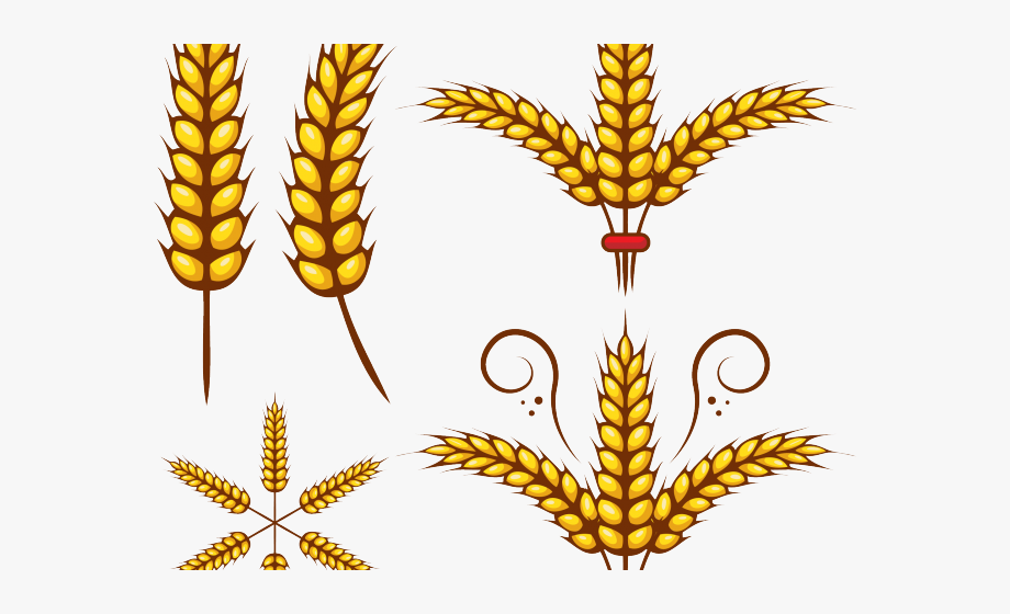 Grains clipart wheat.