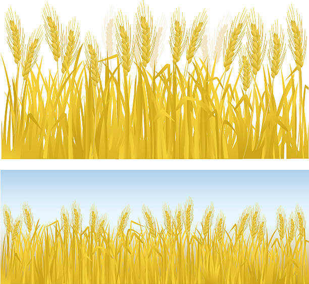 Wheat field clipart.