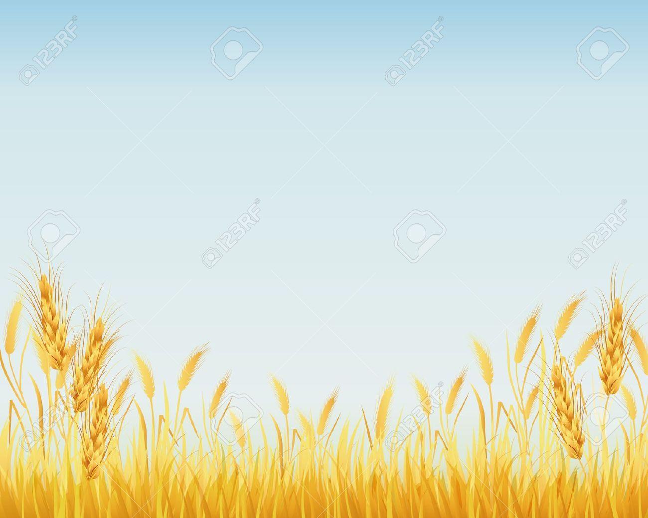 34 rice field.