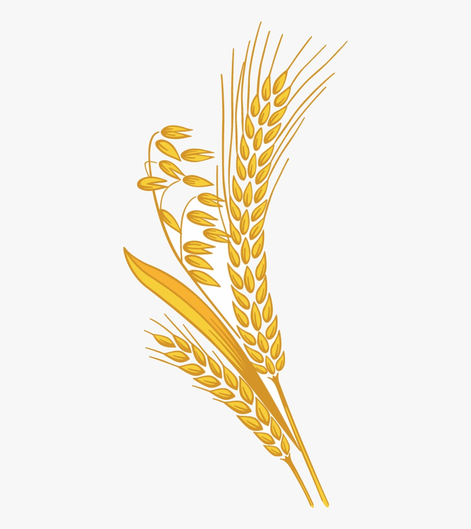 Transparent wheat grain.