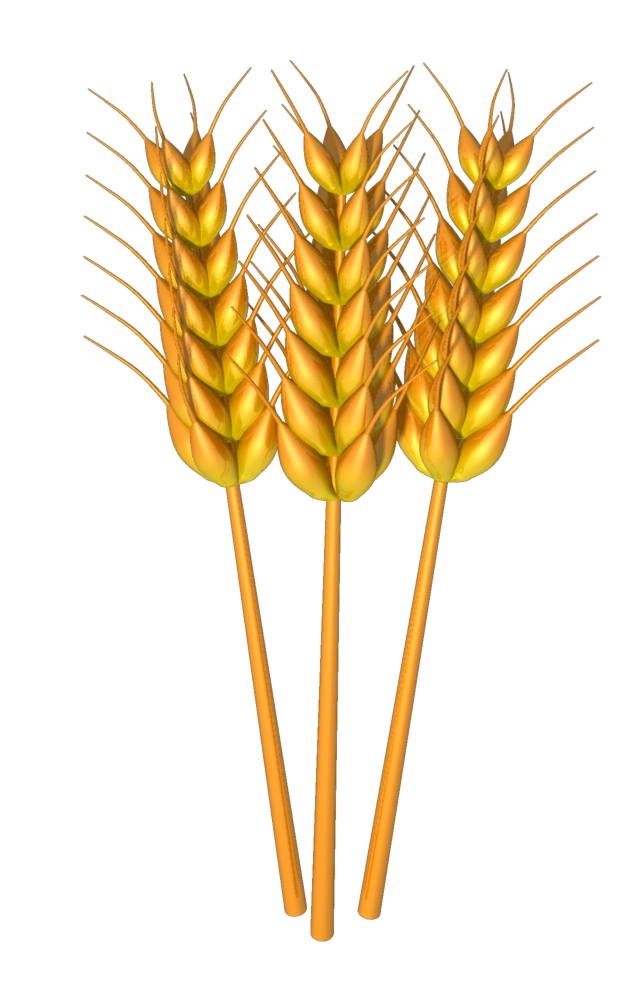 wheat clipart grain