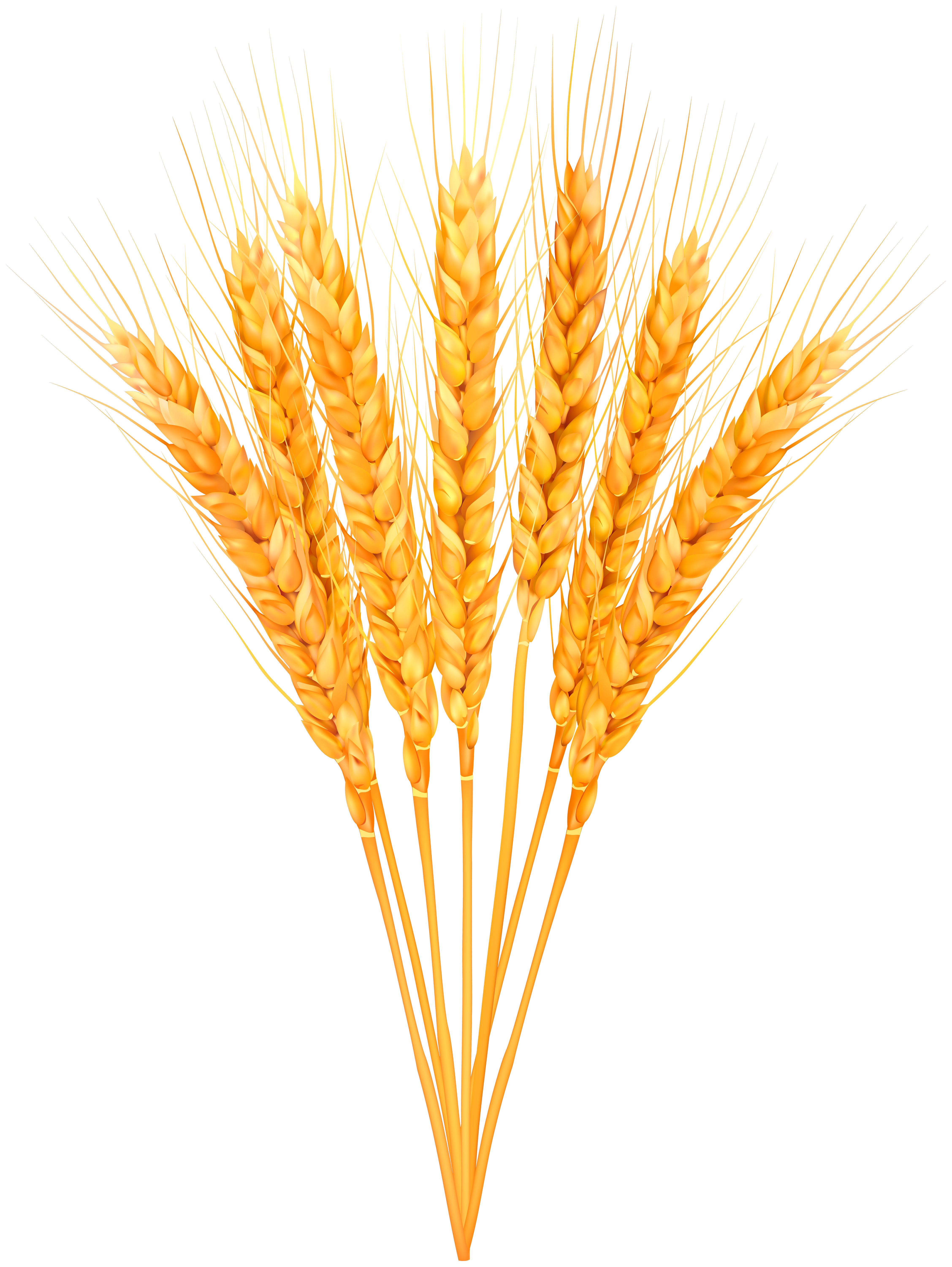Ripe wheat classes.