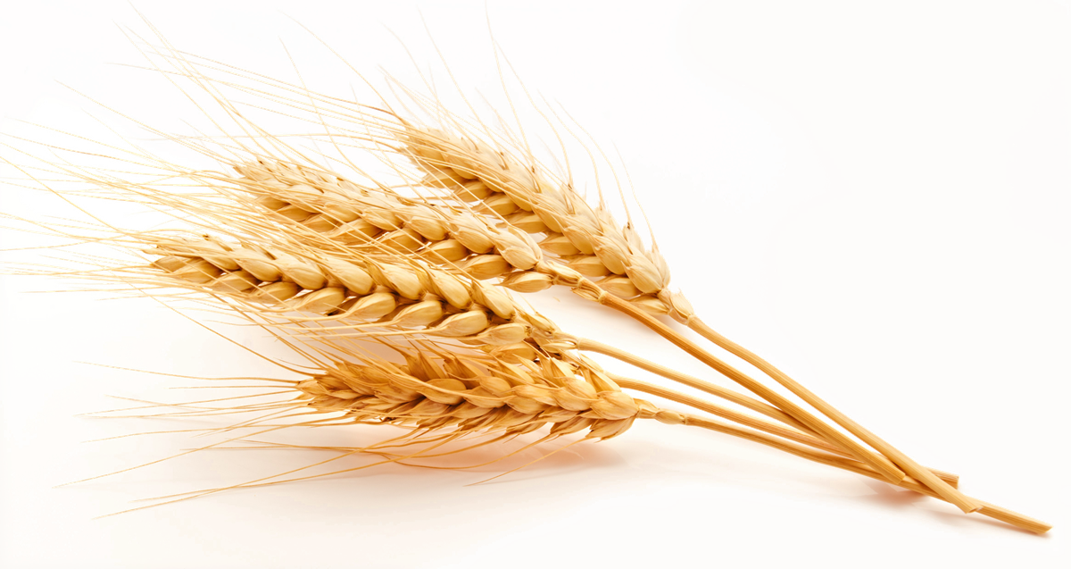 Download Free png Wheat PNG High Quality Image