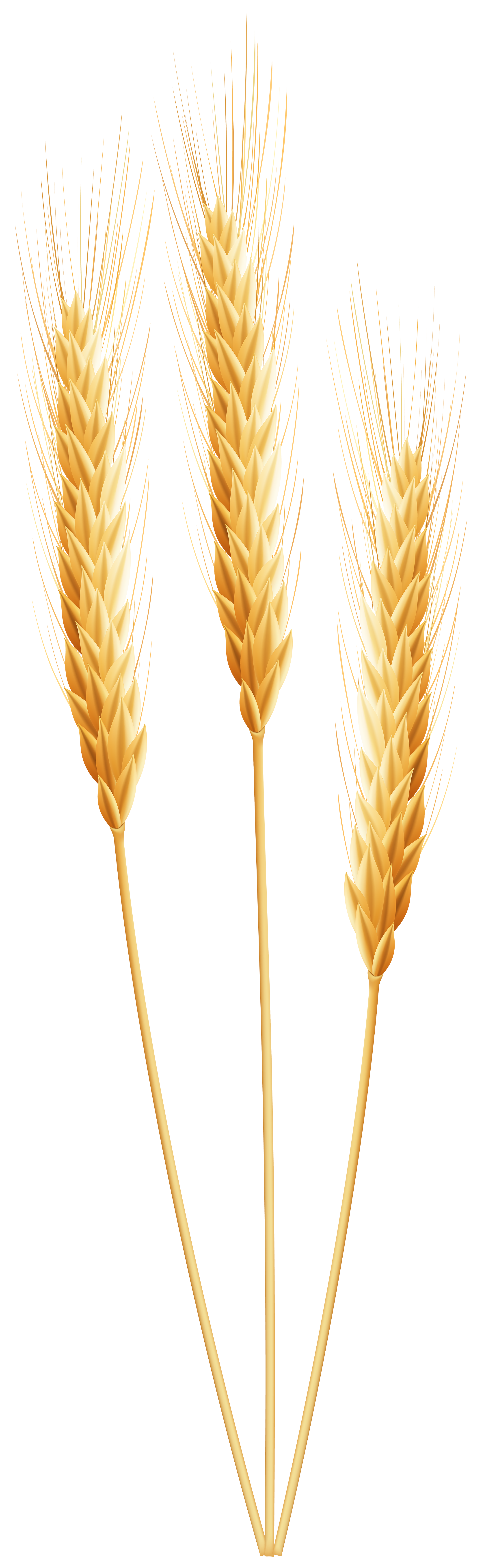 Wheat PNG Clip Art Image