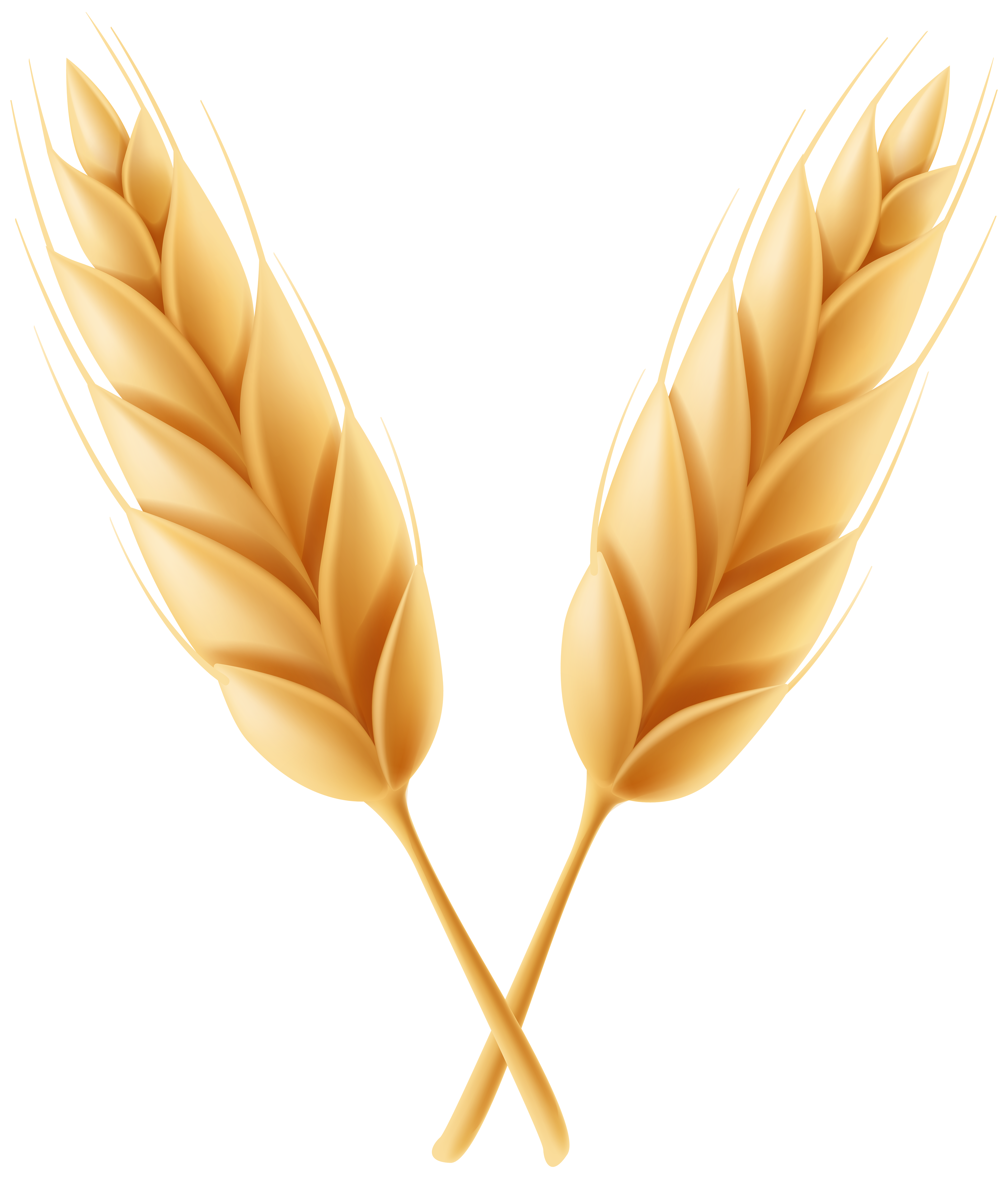 Wheat clipart feather.