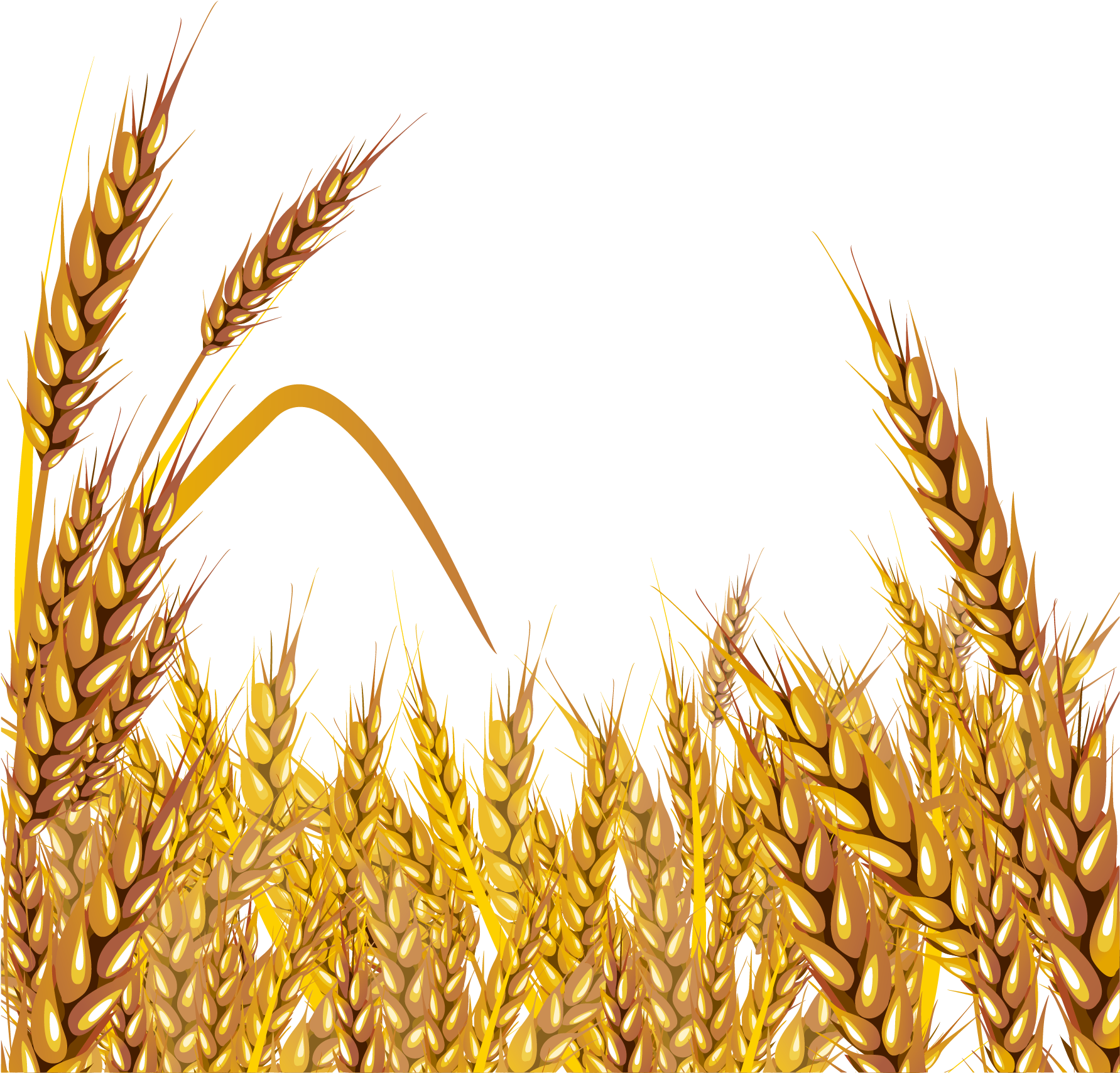 wheat clipart high resolution