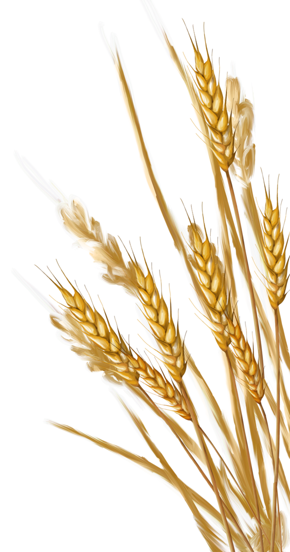 Original wheat from.