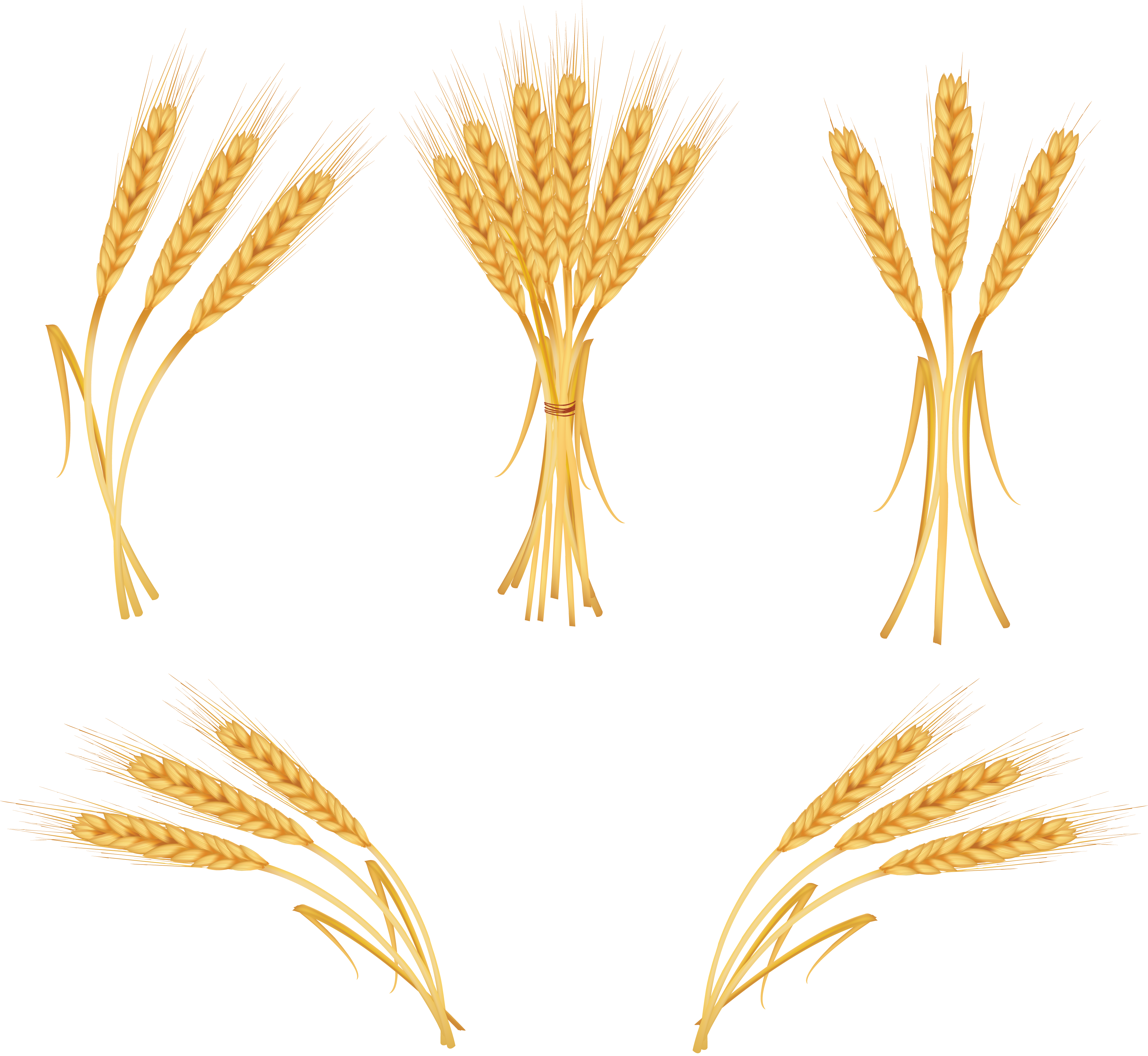Wheat clipart high resolution, Wheat high resolution