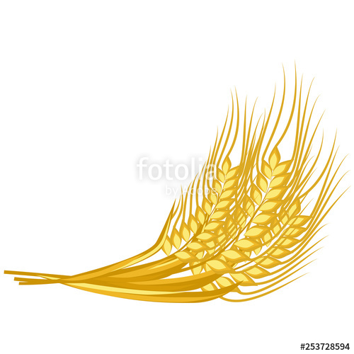 Bunch golden wheat.