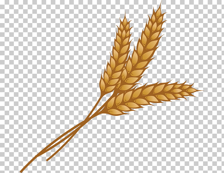 Wheat Ear Grain , wheat, brown wheat illustration PNG