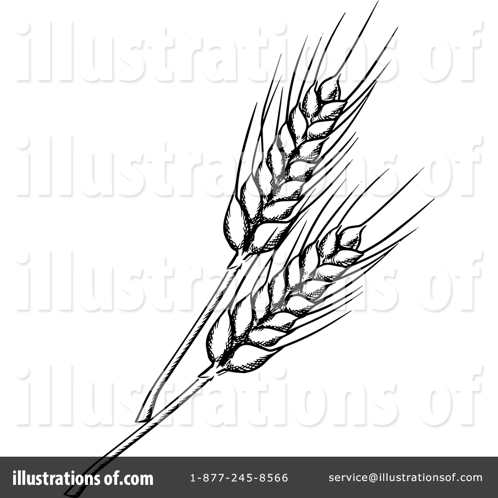 Wheat clipart 1358940.