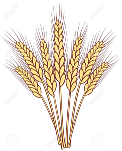 wheat clipart stalk