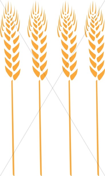 Four Wheat Stalks