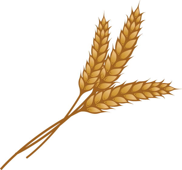 Wheat clipart wheat head, Wheat wheat head Transparent FREE