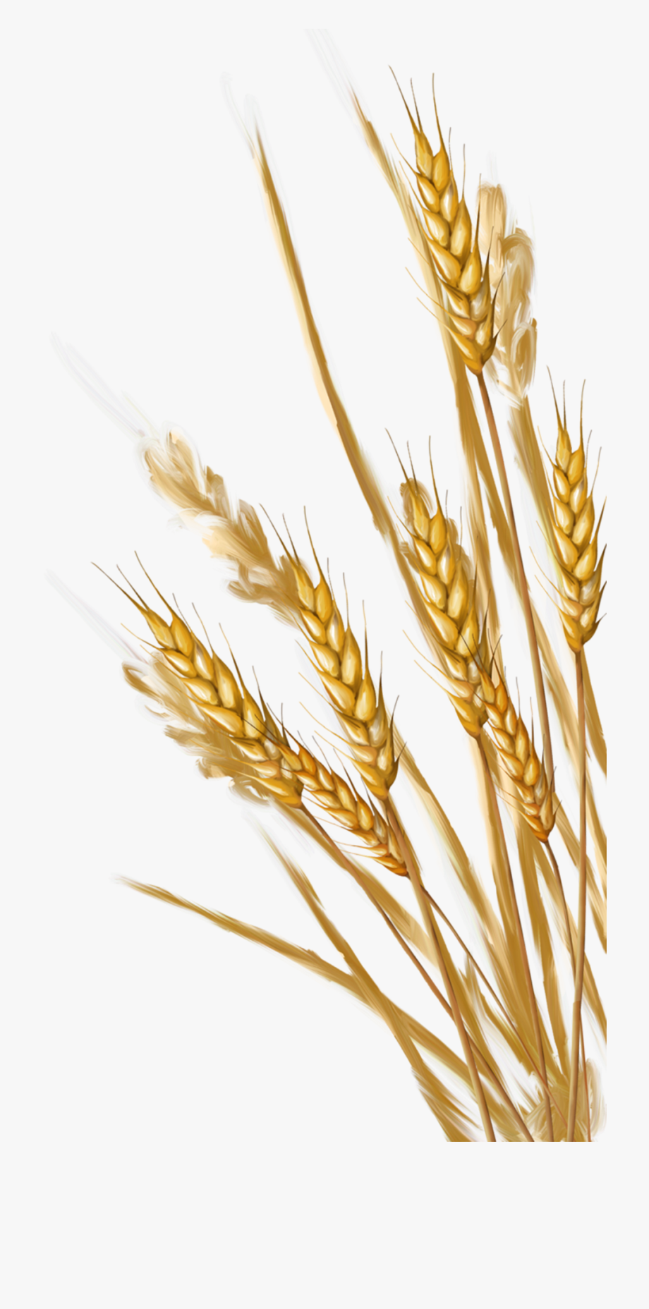 wheat clipart transparent background