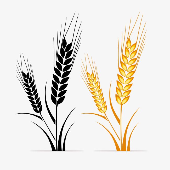 Wheat Logo, Colored, Colorless, Wheat PNG Transparent
