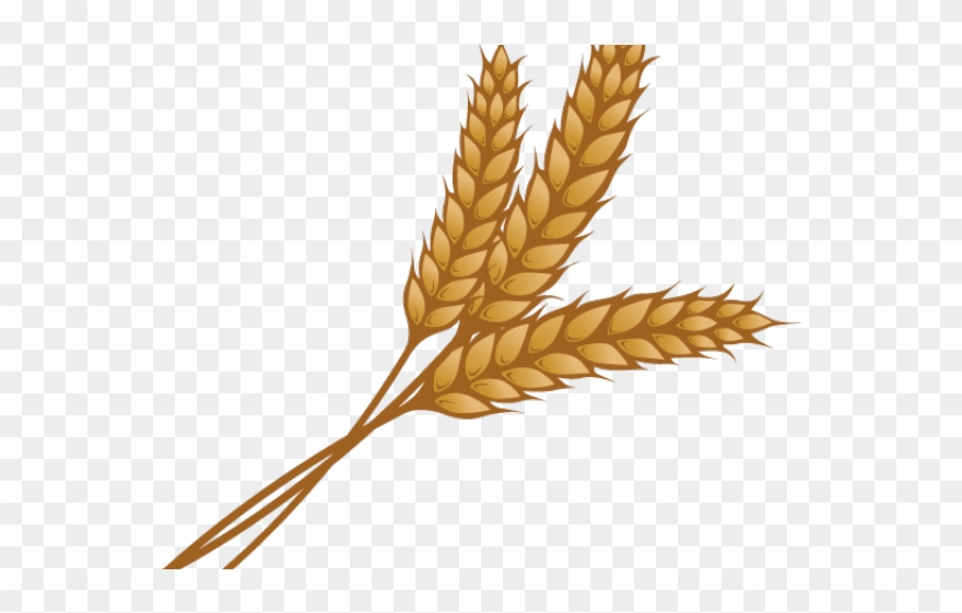 Wheat clipart single.