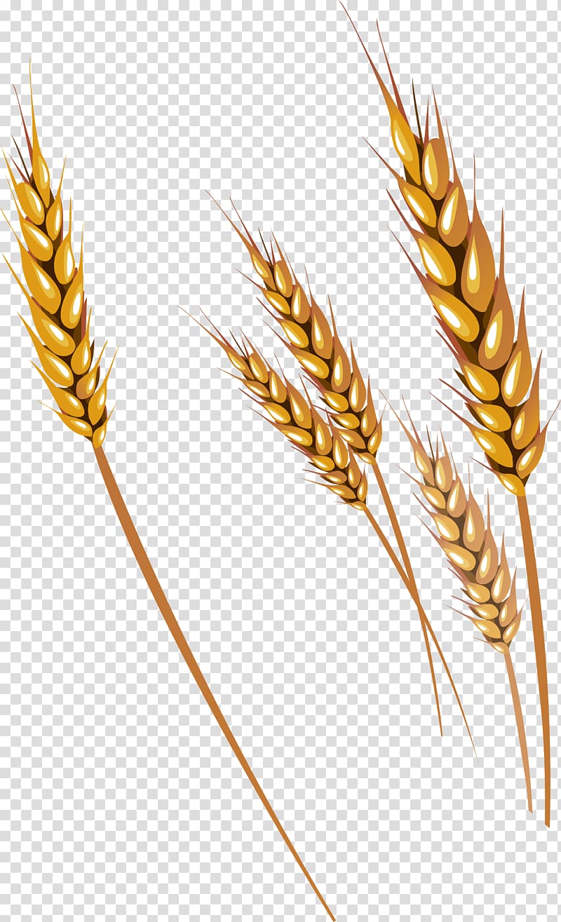 Brown wheat grains.