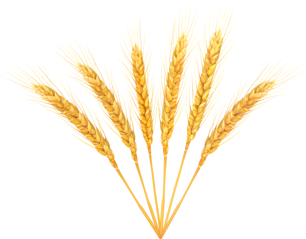 Wheat clipart transparent background, Wheat transparent