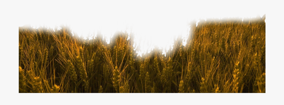 Nature grass wheat.