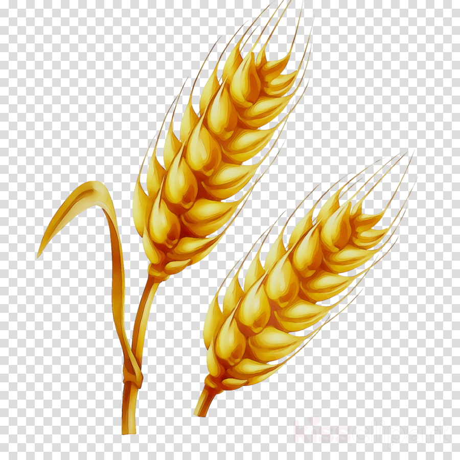 Wheat cartoon clipart.