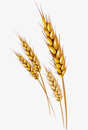 Wheat vector dsg.